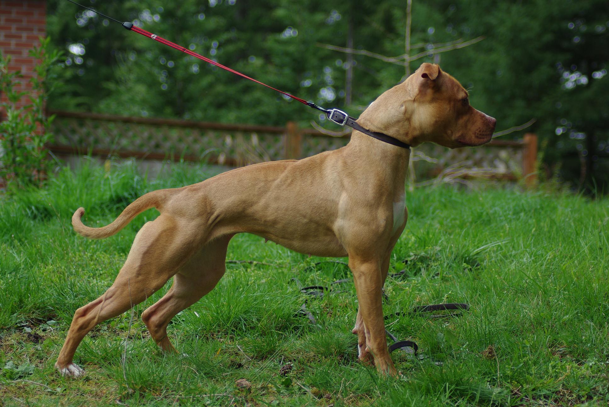 Jeep american pitbull terrier #2